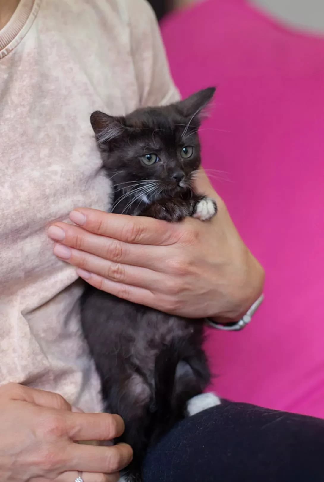 Chukh (Чух), male puppy Mixed Breed for adoption at Happy Paw Kyiv