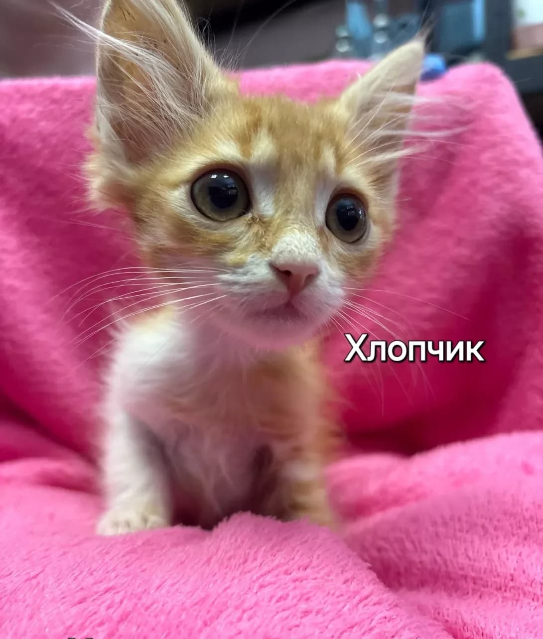 Rayli (Райлі), male puppy Mixed Breed for adoption at Happy Paw Kyiv