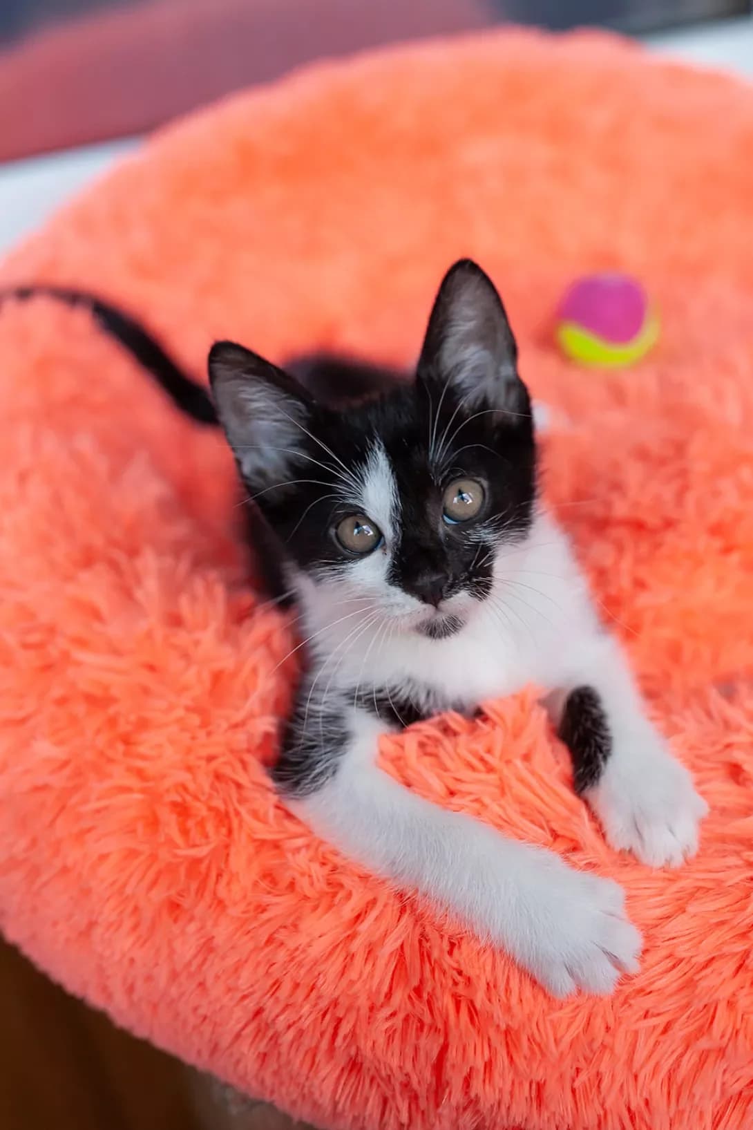 Govard (Говард), male puppy Mixed Breed for adoption at Happy Paw Kyiv