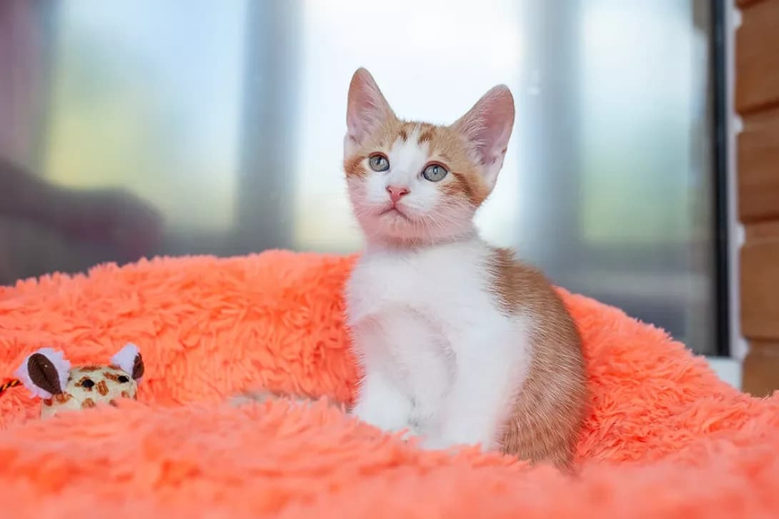 Dzhordzhi (Джорджи), male puppy Mixed Breed for adoption at Happy Paw Kyiv