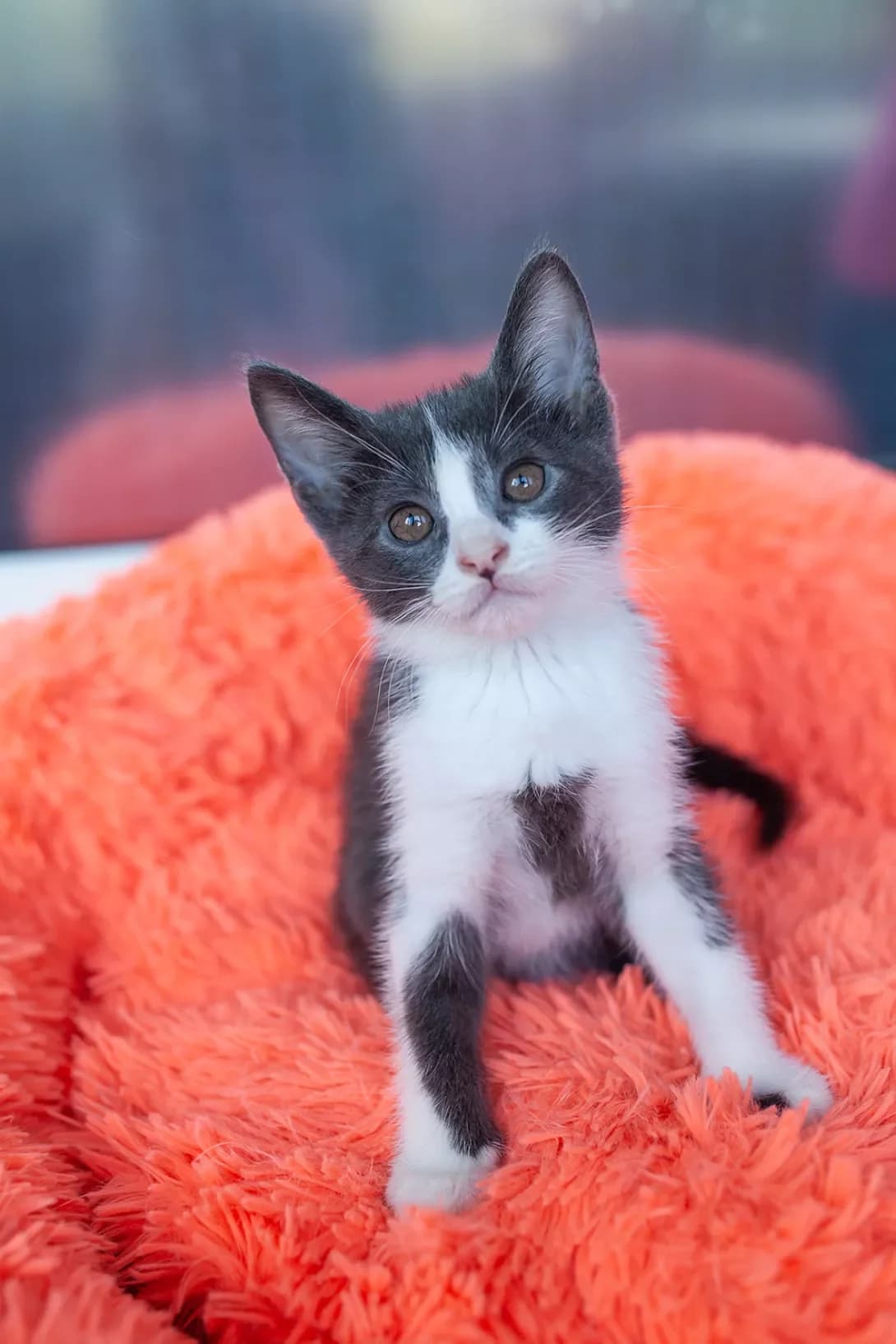Sheldon Kuper (Шелдон Купер), male puppy Mixed Breed for adoption at Happy Paw Kyiv
