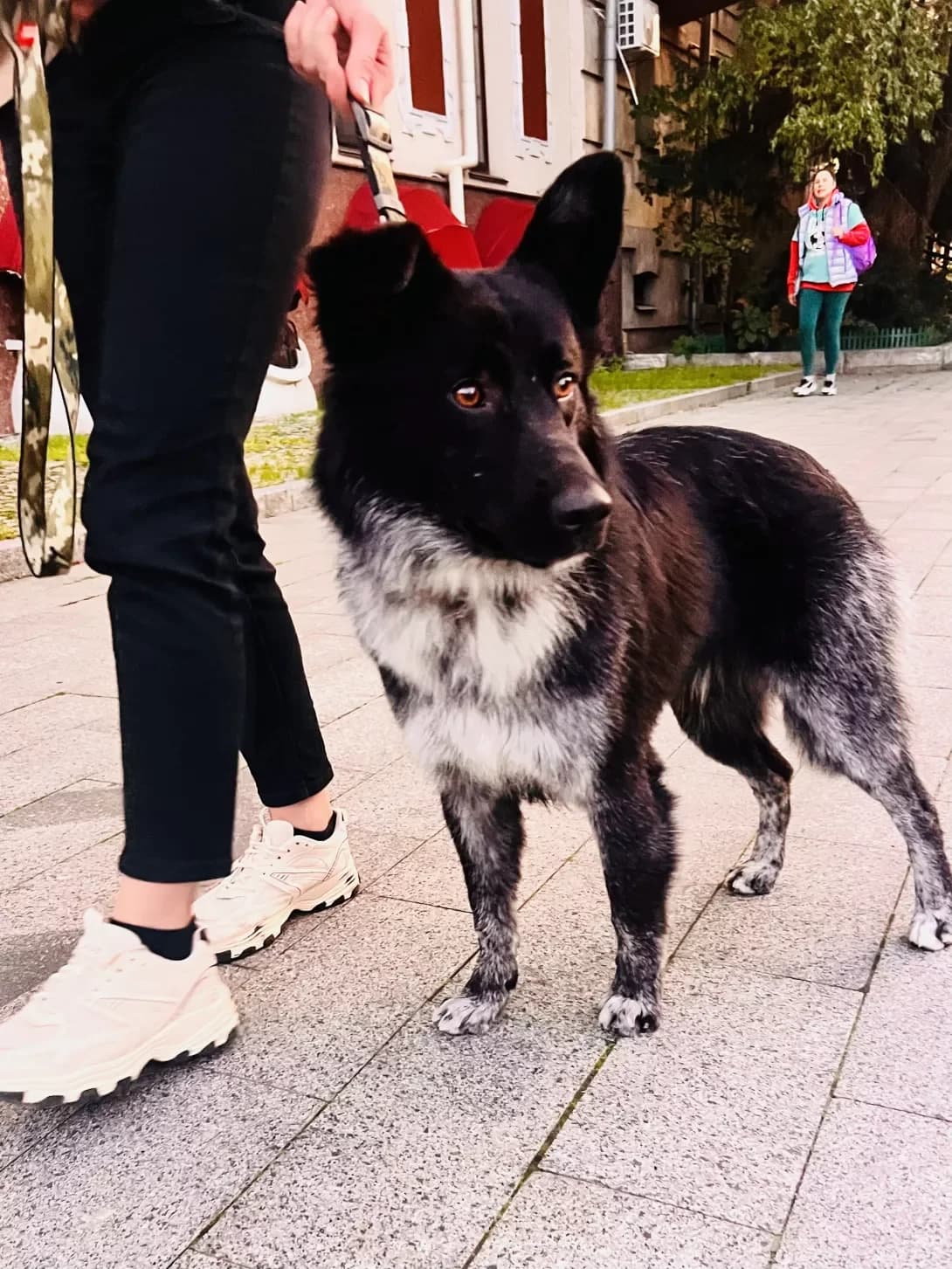 Dzheyk (Джейк), male 3yo Mixed Breed for adoption at Happy Paw Kyiv