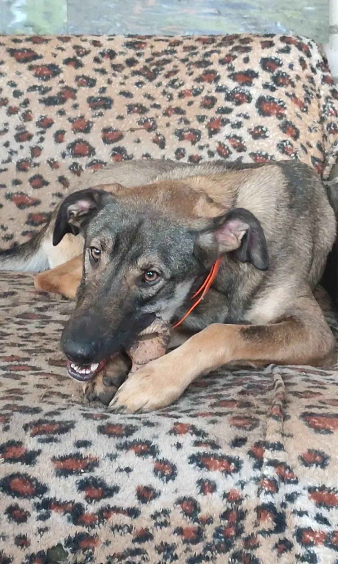 Lyutik (Лютик), male young Mixed Breed for adoption at Happy Paw Kyiv