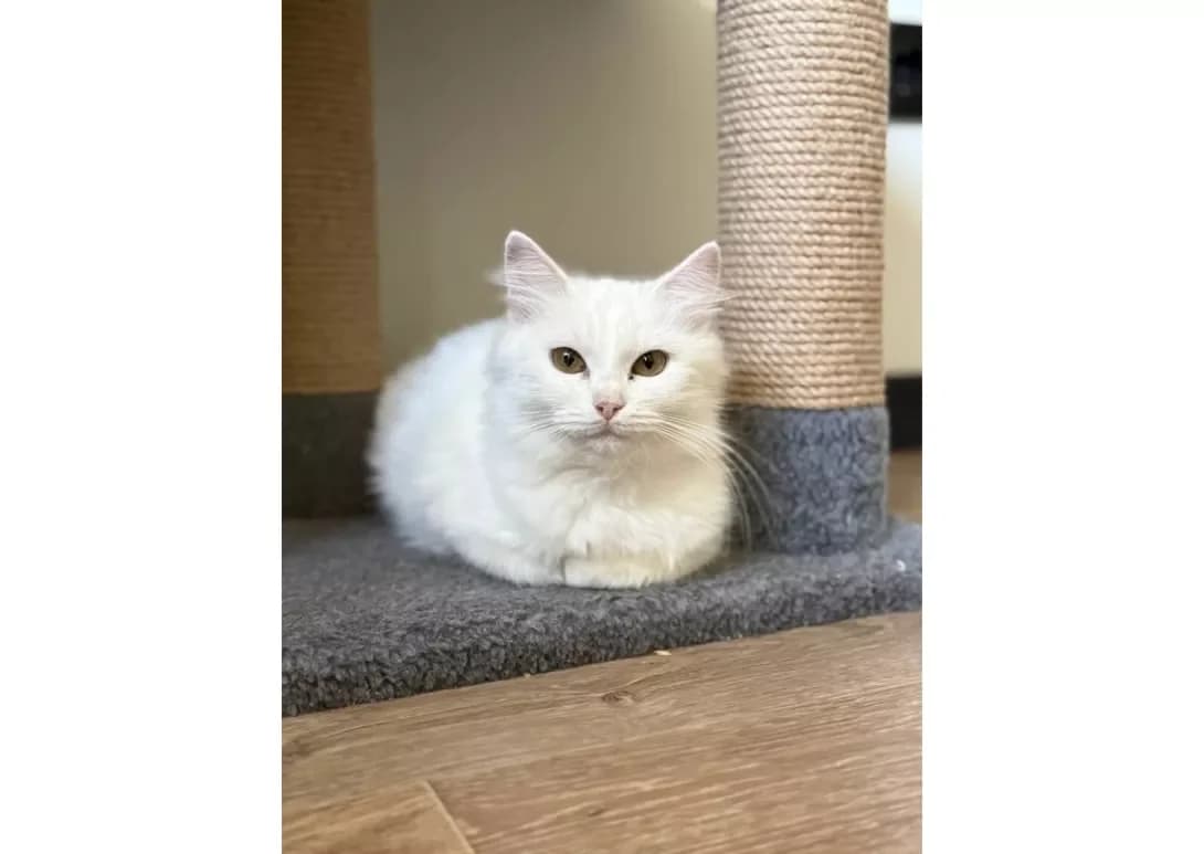 Khmarka (Хмарка), female 5yo Mixed Breed for adoption at Happy Paw Kyiv