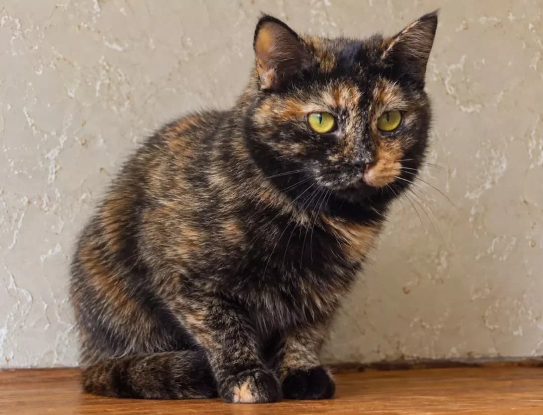 Dzhema (Джема), female young Mixed Breed for adoption at Happy Paw Kyiv