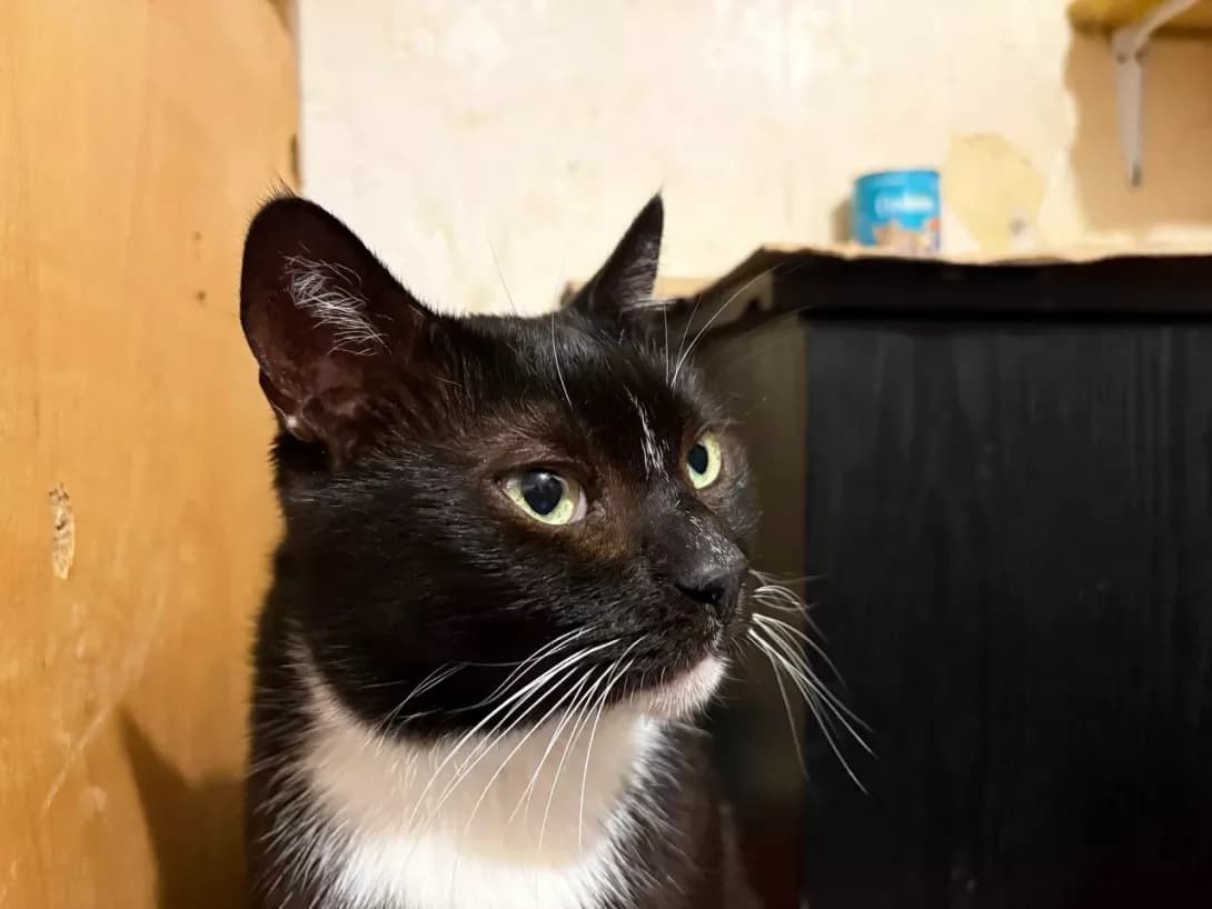 Devid (Девід), male young Mixed Breed for adoption at Happy Paw Kyiv