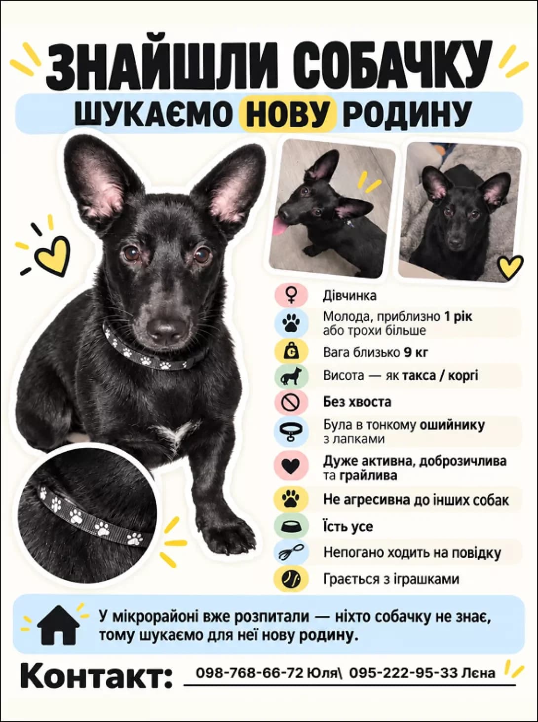 Aza (Аза), female young Mixed Breed for adoption at Happy Paw Kyiv