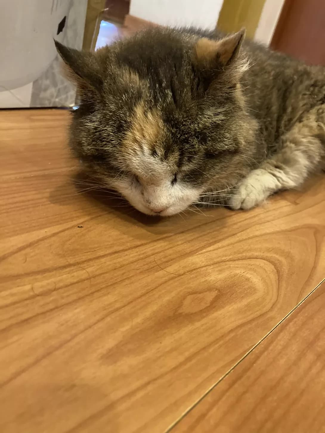 Poteryashka (Потеряшка), female senior Mixed Breed for adoption at Happy Paw Kyiv Oblast