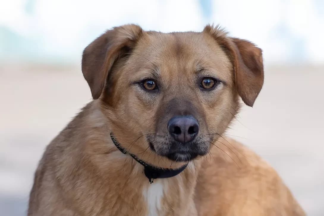 Emma (Емма), female young Mixed Breed for adoption at Happy Paw Kyiv Oblast