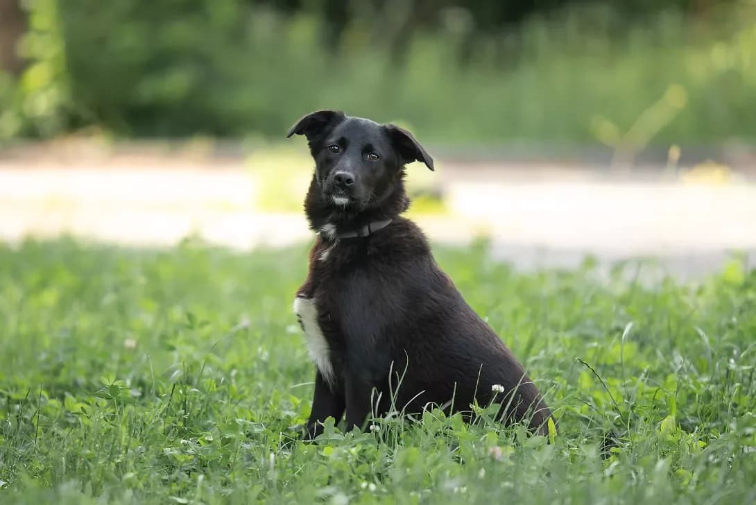 Okhito (Охіто), male young Mixed Breed for adoption at Happy Paw Kyiv Oblast