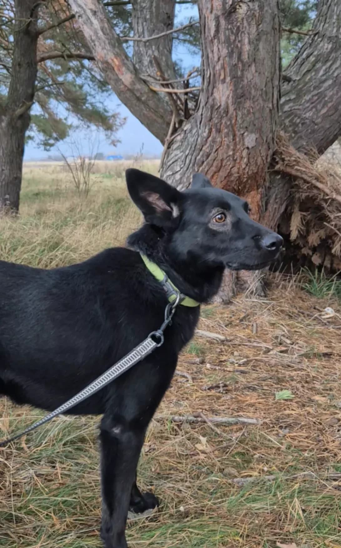 Kanibal (Канібал), male 6yo Mixed Breed for adoption at Happy Paw Kyiv Oblast