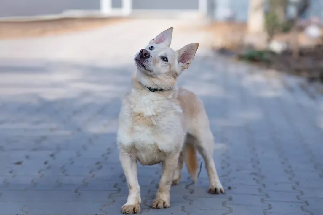 Sherik (Шерік), male 7yo Mixed Breed for adoption at Happy Paw Kyiv Oblast