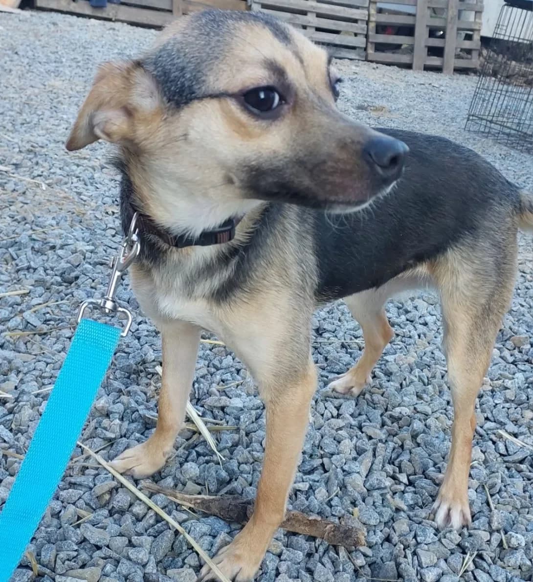 Lida (Ліда), female young Mixed Breed for adoption at Happy Paw Kyiv Oblast