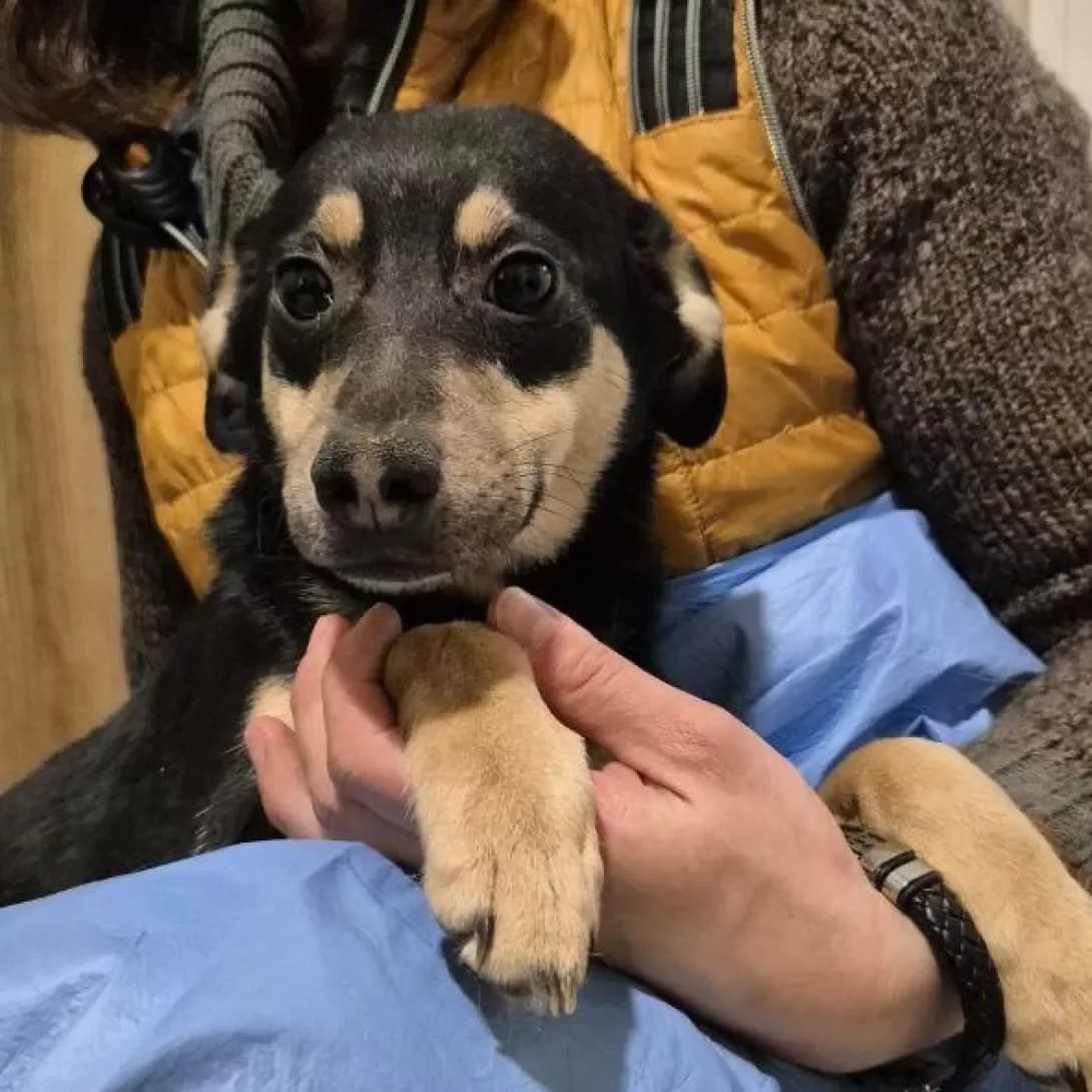 Dusya (Дуся), female young Mixed Breed for adoption at Happy Paw Kyiv Oblast