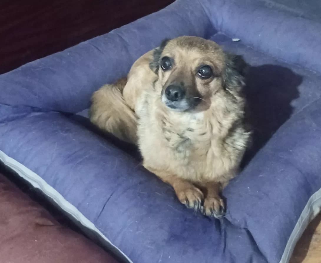 Solya (Соля), female senior Mixed Breed for adoption at Happy Paw Kyiv Oblast