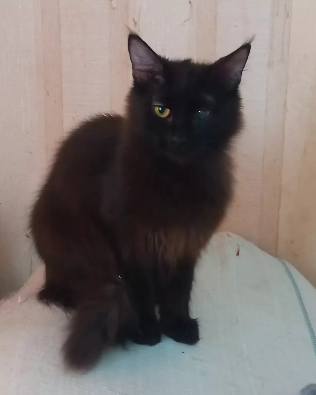 Nyasha (Няша), female young Mixed Breed for adoption at Happy Paw Kyiv Oblast