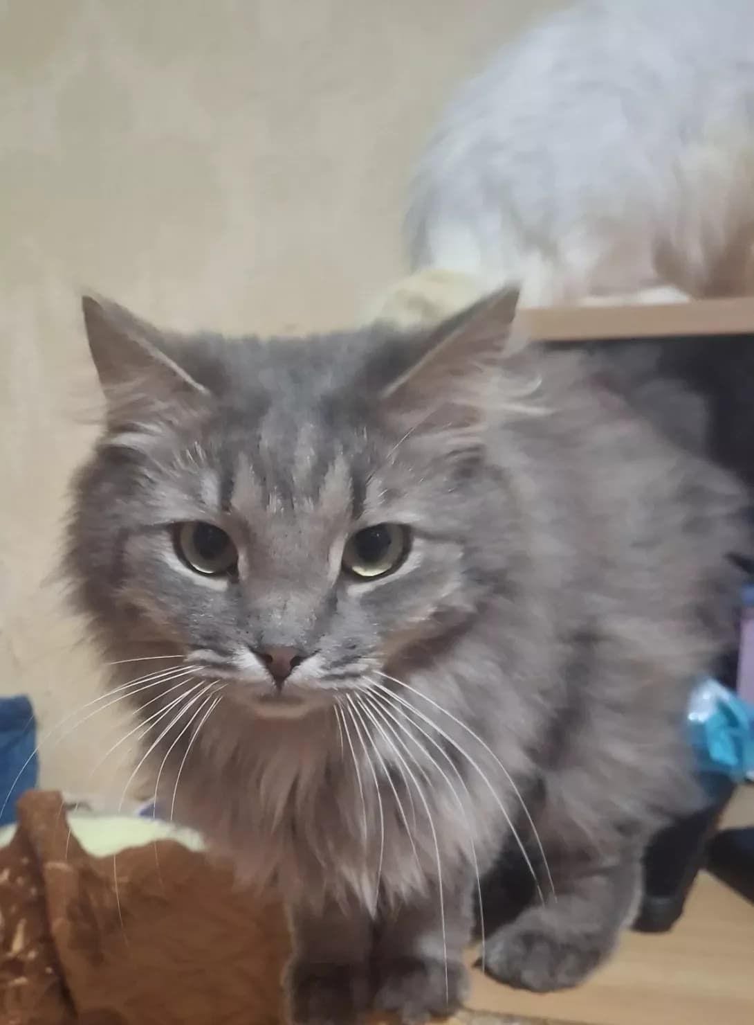 Zyunya (Зюня), female 3yo Mixed Breed for adoption at Happy Paw Kyiv Oblast