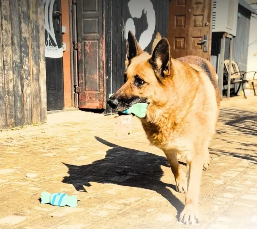 Layma (Лайма), female 6yo Mixed Breed for adoption at Happy Paw Kyiv Oblast