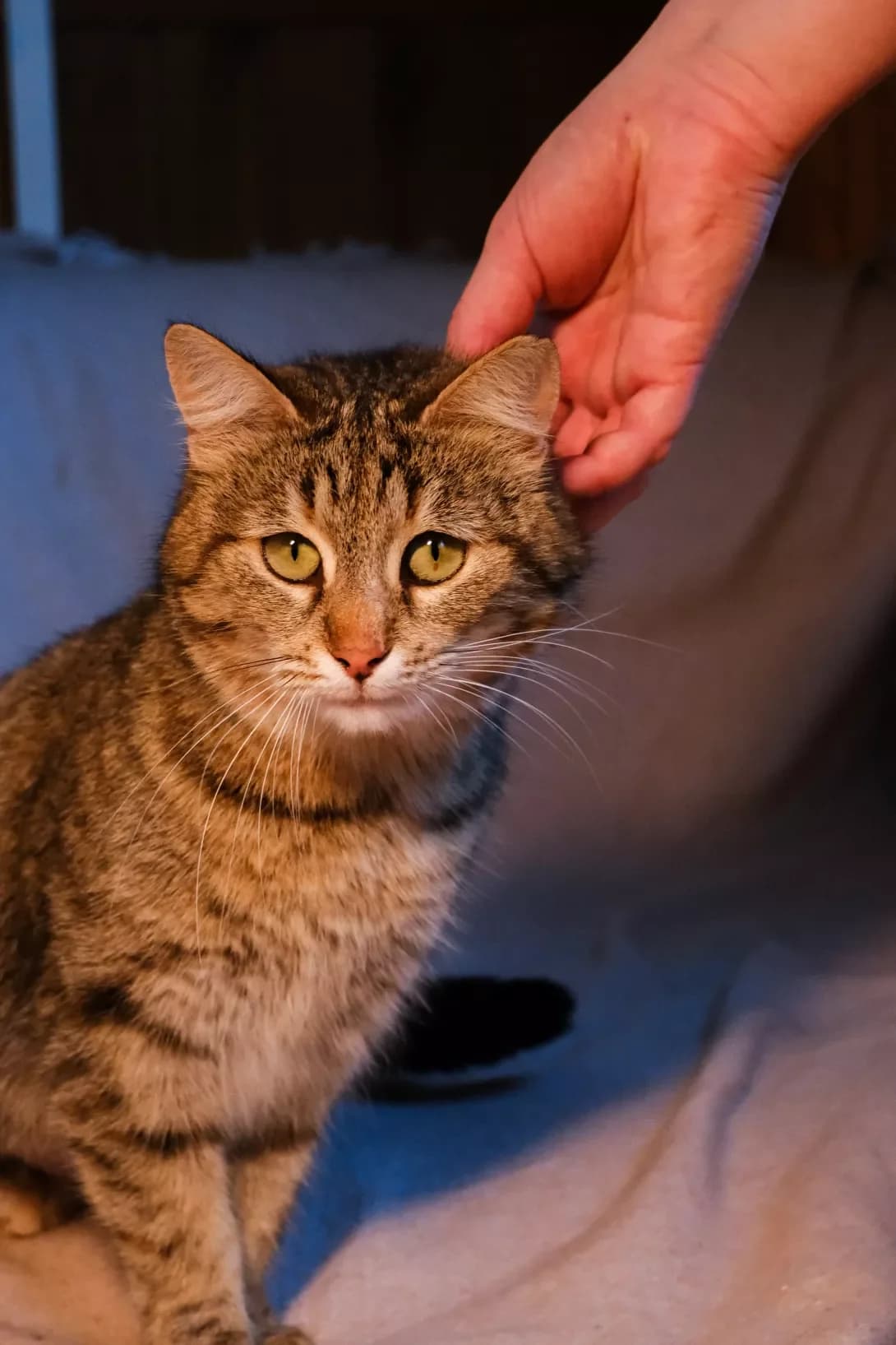 Sonechko (Сонечко), female 3yo Mixed Breed for adoption at Happy Paw Kyiv Oblast