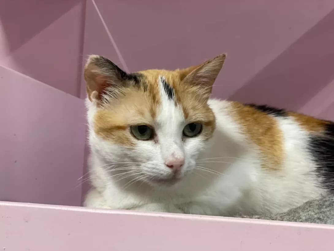 Tifani (Тіфані), female 3yo Mixed Breed for adoption at Happy Paw Kyiv Oblast