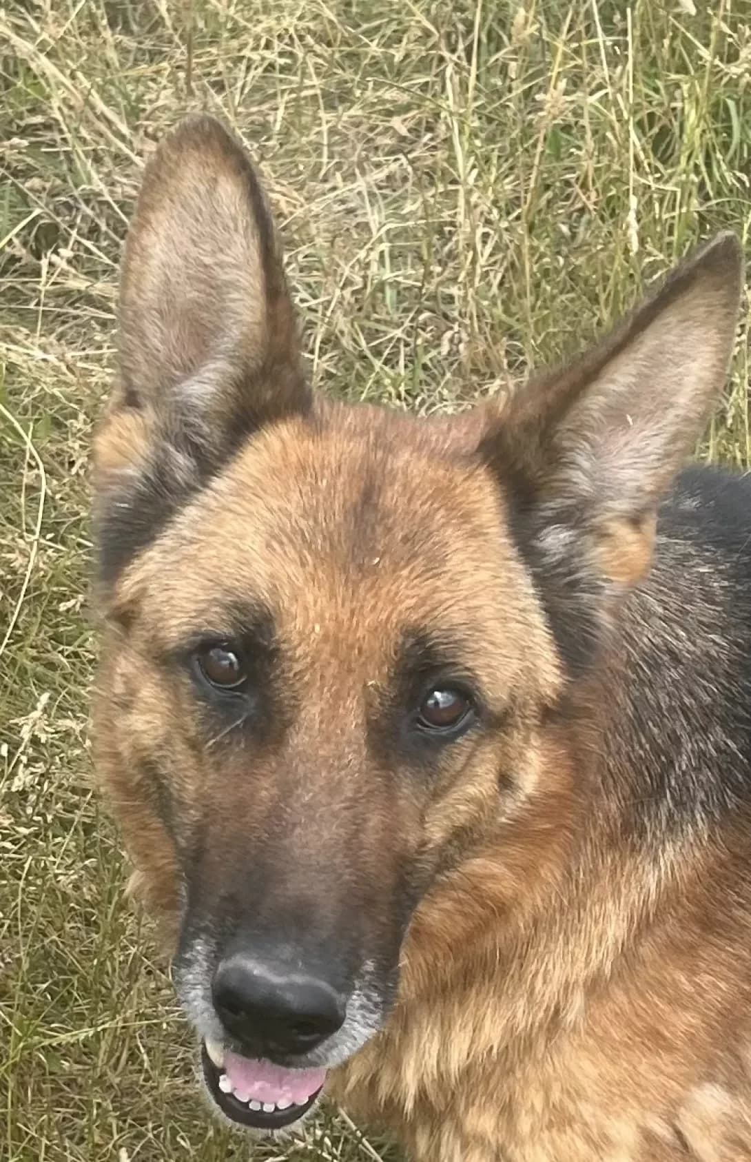 Bacha (Бача), female senior Mixed Breed for adoption at Happy Paw Kyiv Oblast