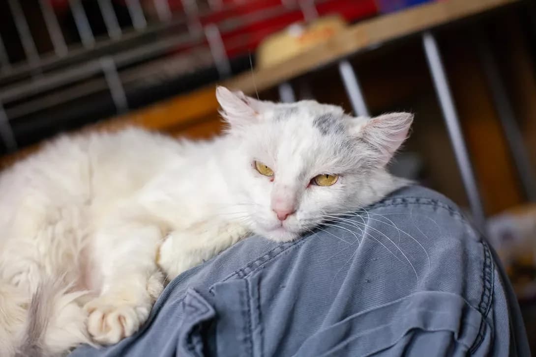 Ekler (Еклер), male 5yo Mixed Breed for adoption at Happy Paw Kyiv Oblast