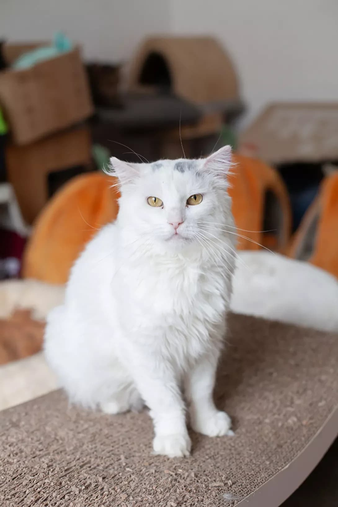 Ekler (Еклер), male 6yo Mixed Breed for adoption at Happy Paw Kyiv Oblast