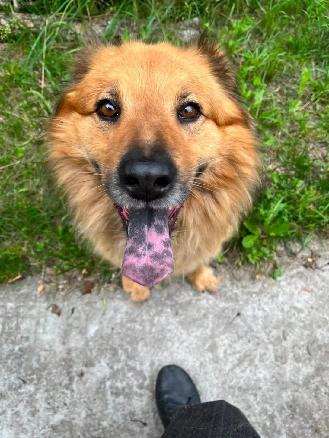 Barsik (Барсік), male 5yo Mixed Breed for adoption at Happy Paw Kyiv Oblast