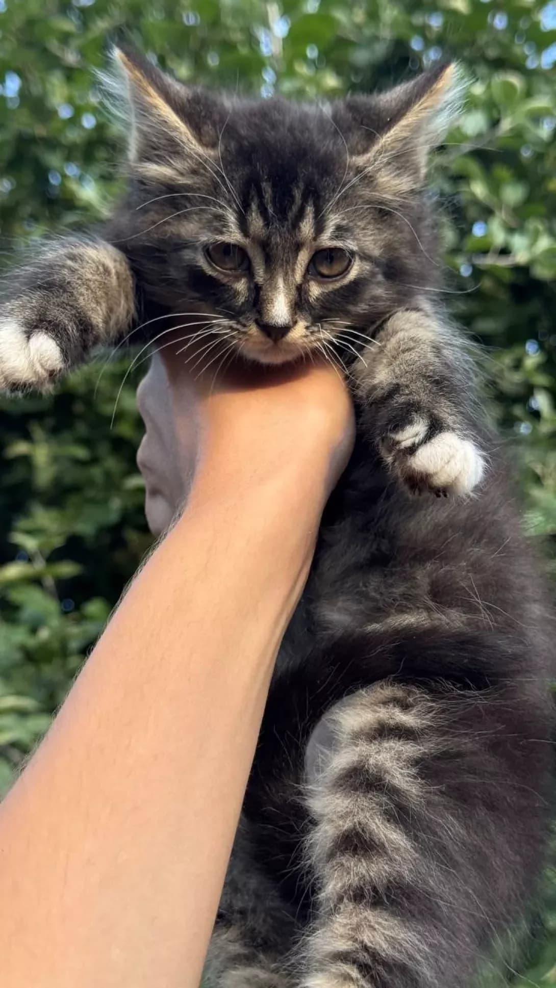 Fodor (Фьодор), male puppy Mixed Breed for adoption at Happy Paw Kyiv Oblast