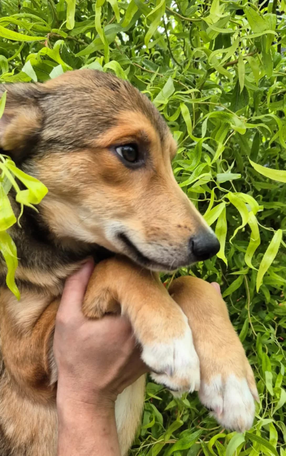 Grapa (Грапа), female puppy Mixed Breed for adoption at Happy Paw Kyiv Oblast