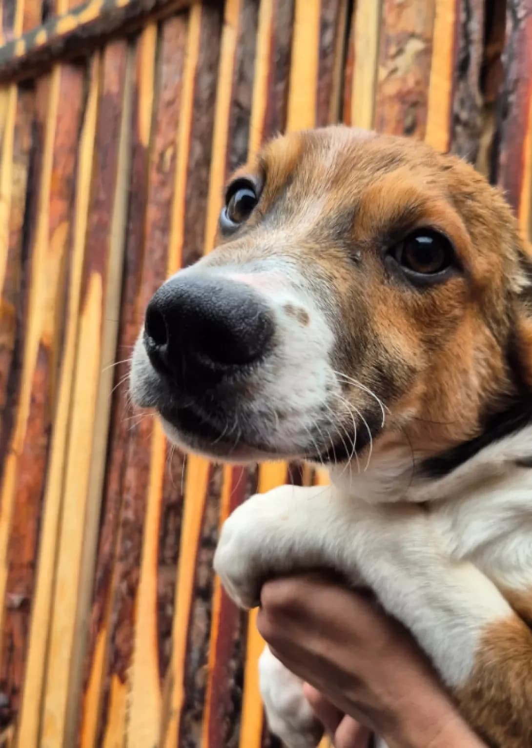 Boss (Босс), male puppy Mixed Breed for adoption at Happy Paw Kyiv Oblast