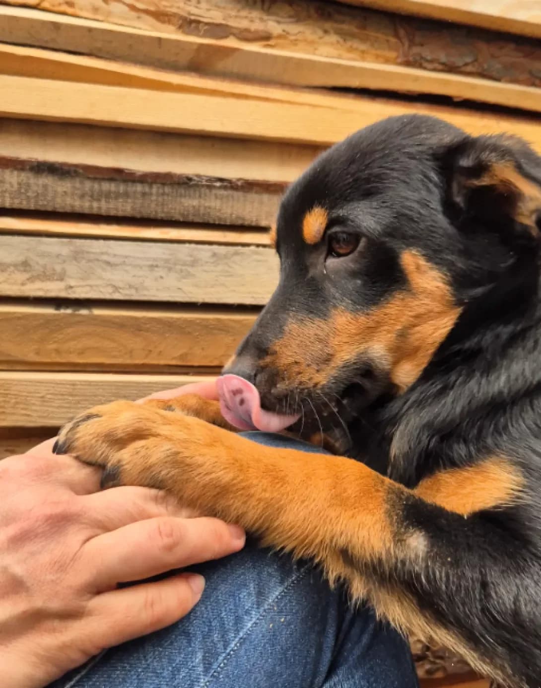 Bryus (Брюс), male puppy Mixed Breed for adoption at Happy Paw Kyiv Oblast