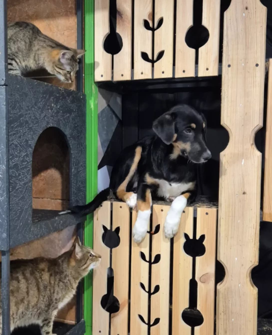 Ledi (Леді), female puppy Mixed Breed for adoption at Happy Paw Kyiv Oblast