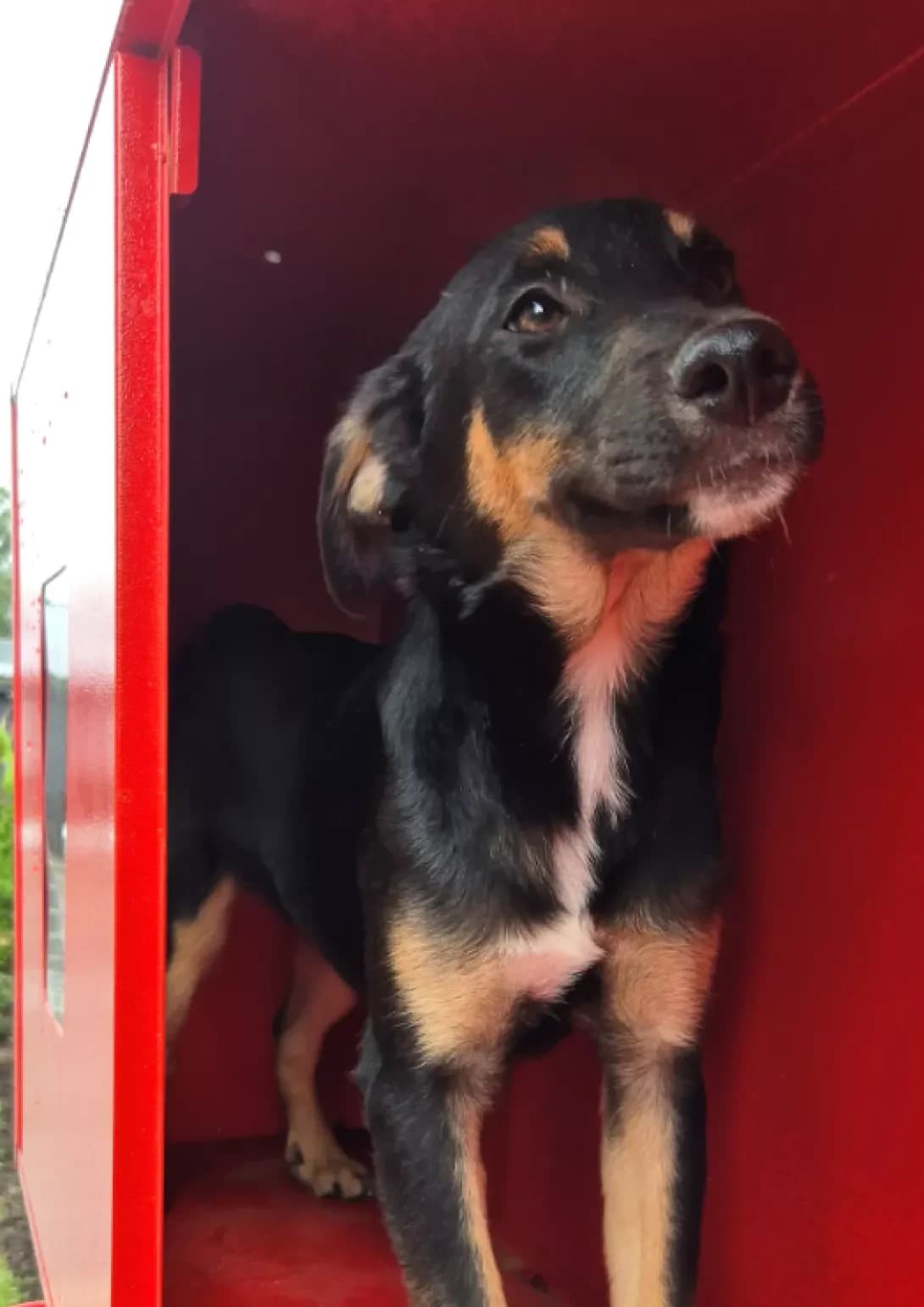 Breyv (Брейв), female puppy Mixed Breed for adoption at Happy Paw Kyiv Oblast