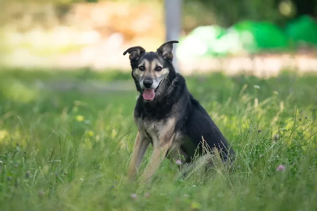 Tabbi (Таббі), female senior Mixed Breed for adoption at Happy Paw Kyiv Oblast