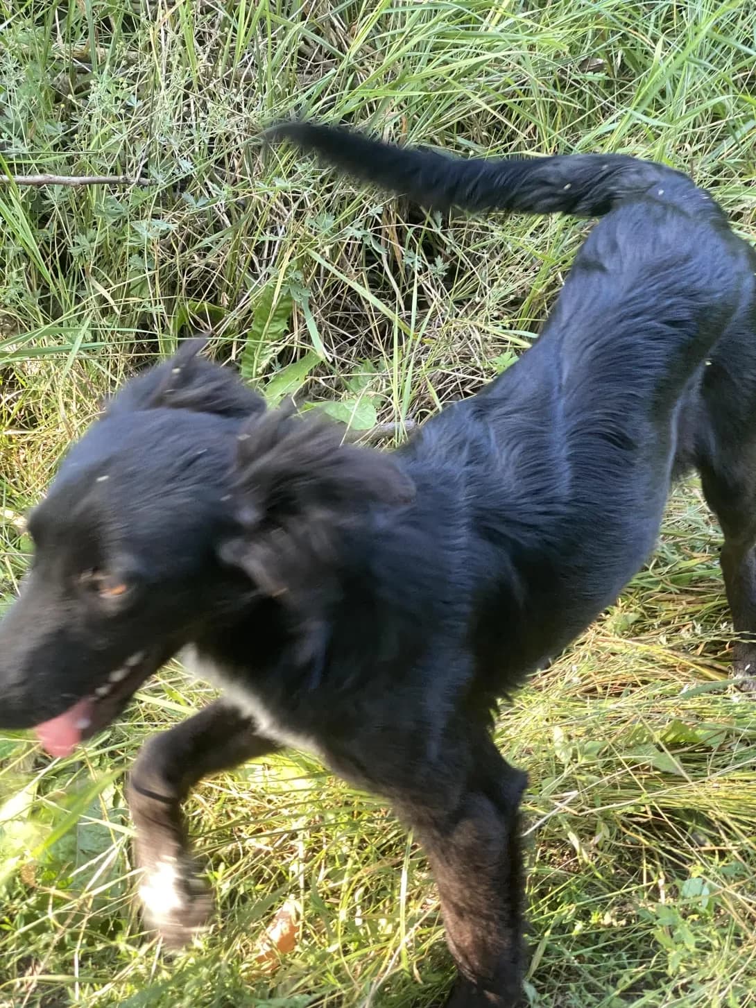 Bella (Белла), female young Mixed Breed for adoption at Happy Paw Kyiv Oblast