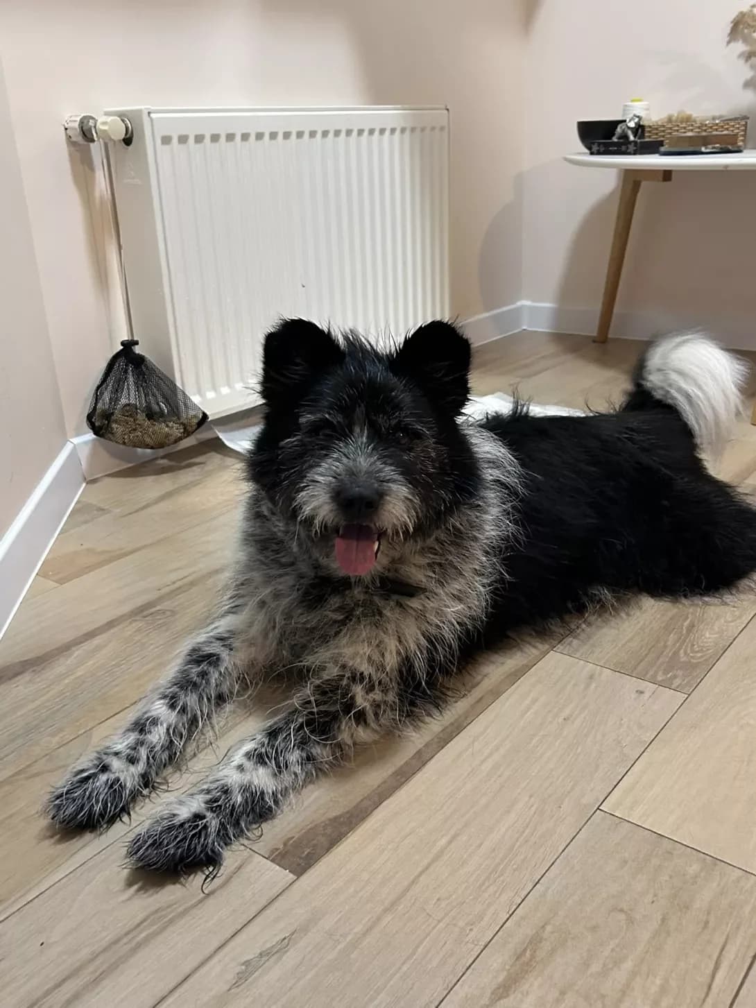 Druzhka (Дружка), male 6yo Mixed Breed for adoption at Happy Paw Kyiv Oblast