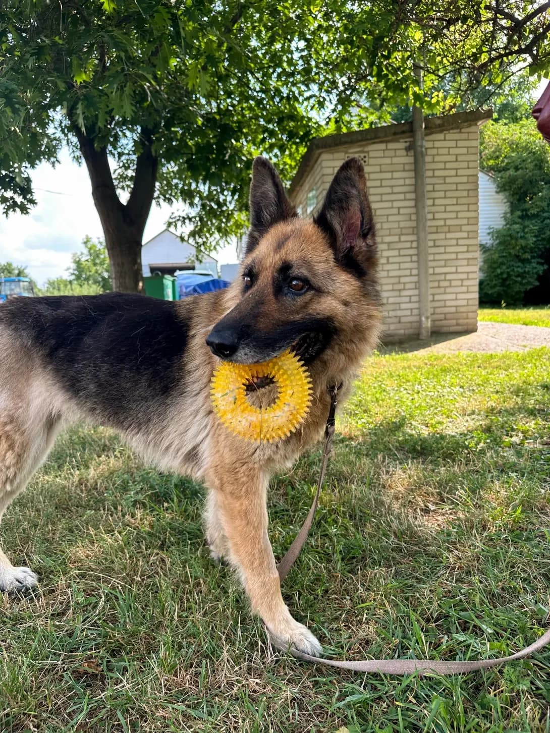 Sandra (Сандра), female senior Mixed Breed for adoption at Happy Paw Kyiv Oblast