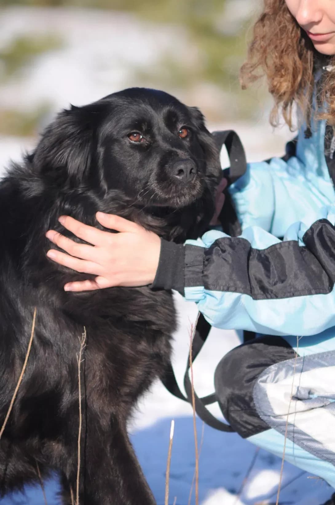 Rianna (Ріанна), female young Mixed Breed for adoption at Happy Paw Kyiv Oblast