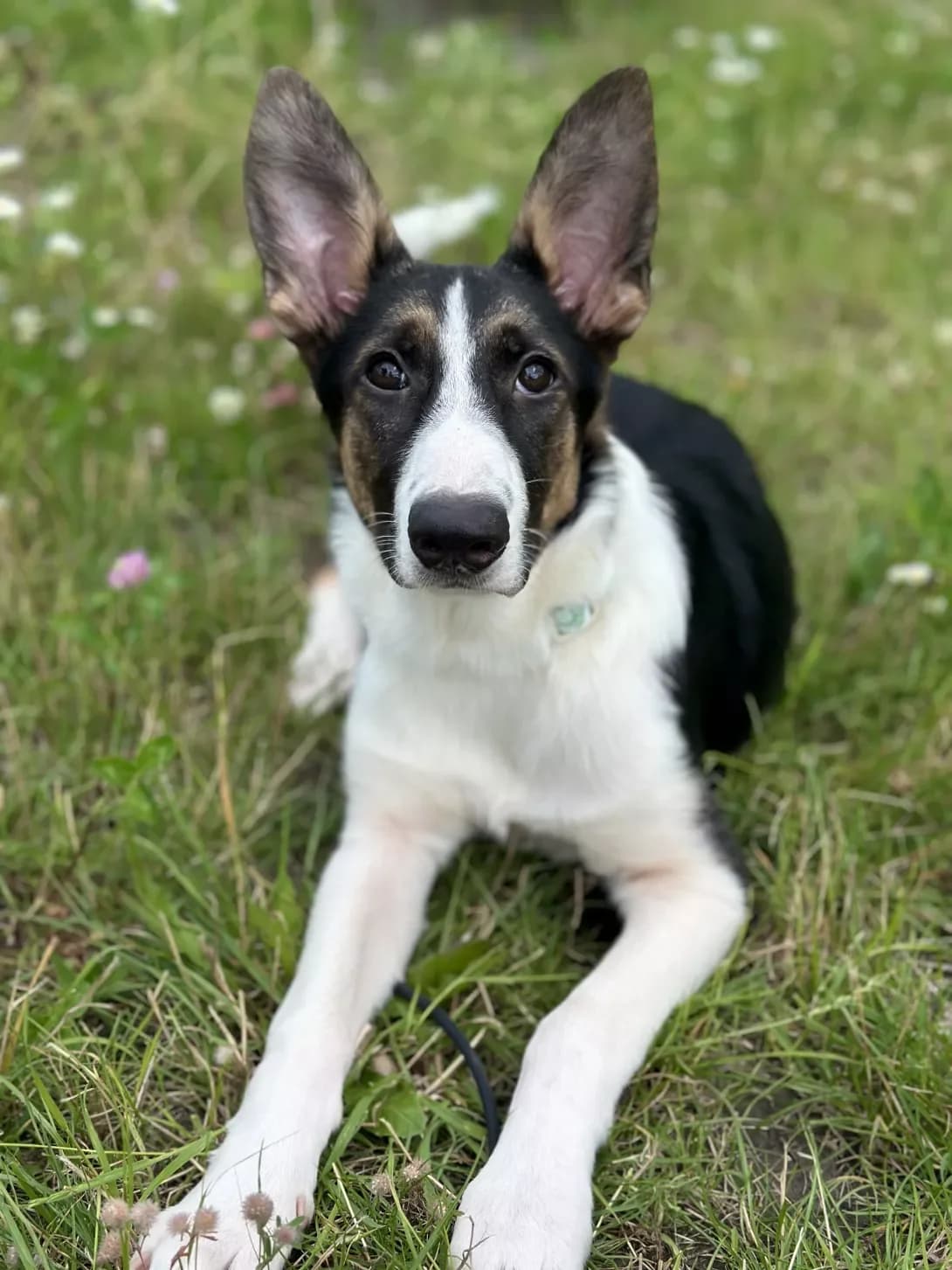 Fidzhi (Фіджі), male puppy Mixed Breed for adoption at Happy Paw Kyiv Oblast