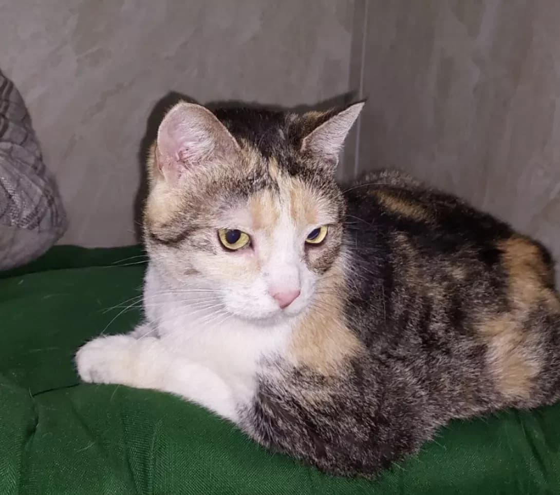 Asya (Ася), female 4yo Mixed Breed for adoption at Happy Paw Kyiv Oblast
