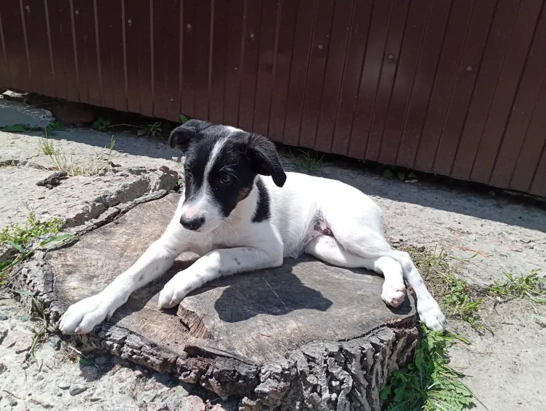Garni (Гарні), female puppy Mixed Breed for adoption at Happy Paw Kyiv Oblast