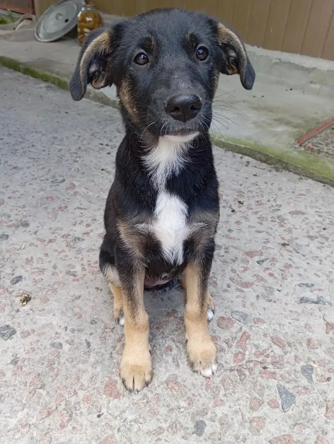 Solya (Соля), female puppy Mixed Breed for adoption at Happy Paw Kyiv Oblast