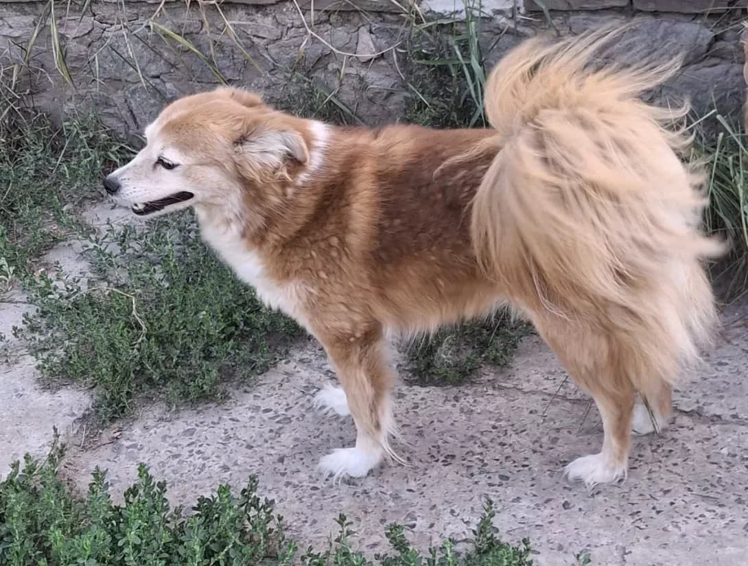 Liska (Лиска), female 7yo Mixed Breed for adoption at Happy Paw Kyiv Oblast