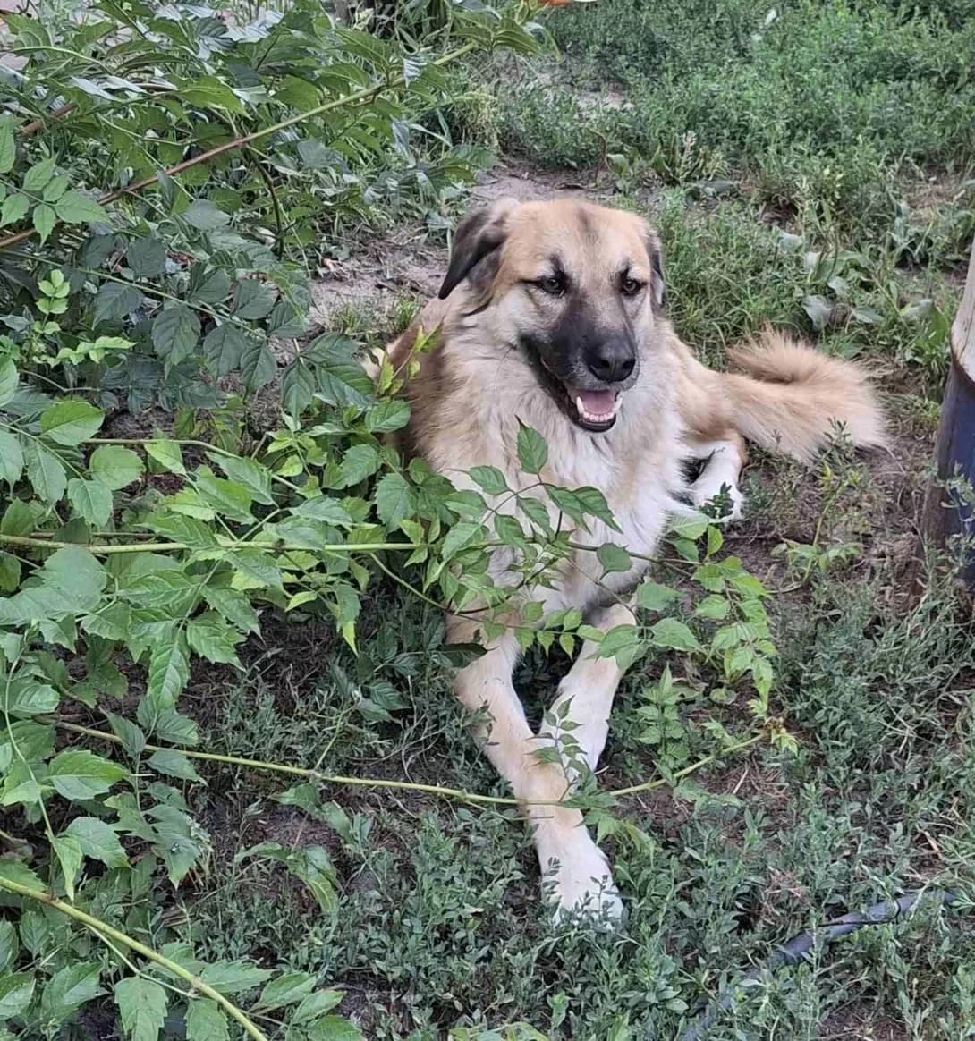 Dzhavelina (Джавеліна), female 5yo Mixed Breed for adoption at Happy Paw Kyiv Oblast