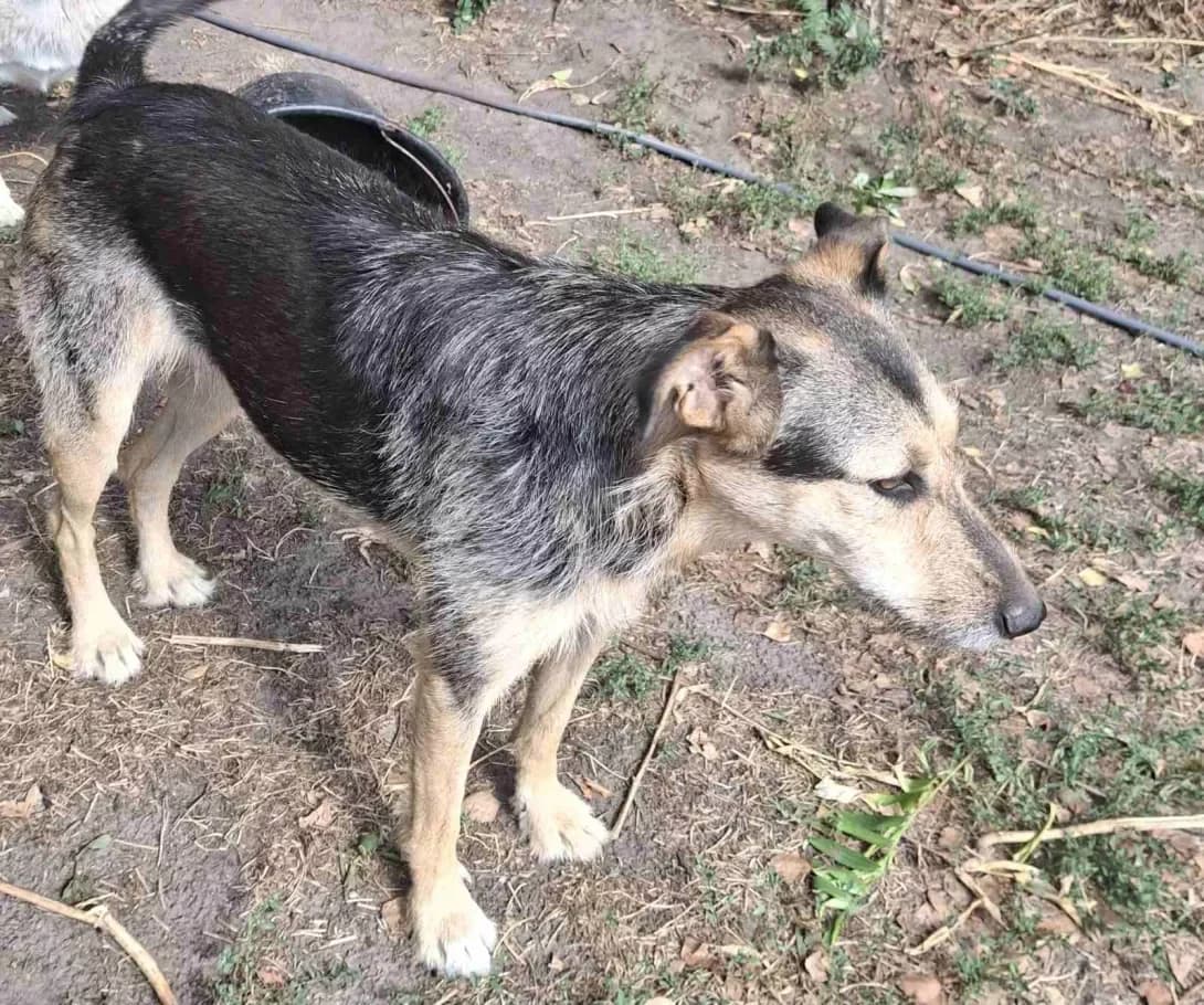 Musya (Муся), female 4yo Mixed Breed for adoption at Happy Paw Kyiv Oblast