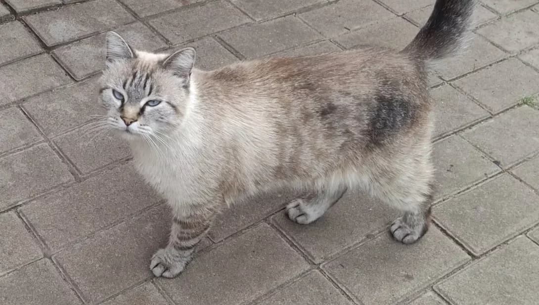 Momos (Момось), male 6yo Mixed Breed for adoption at Happy Paw Kyiv Oblast