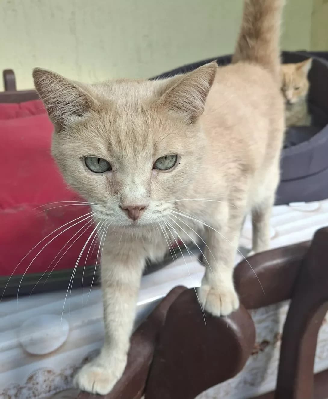 Persik (Персик), male senior Mixed Breed for adoption at Happy Paw Kyiv Oblast