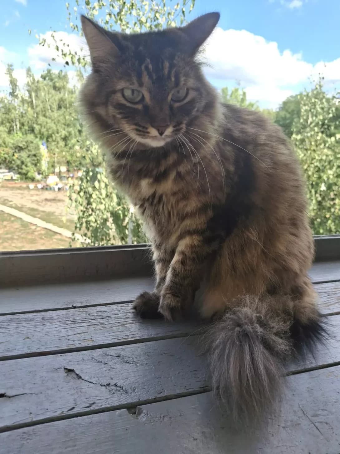 Omelya (Омеля), female 3yo Mixed Breed for adoption at Happy Paw Kyiv Oblast