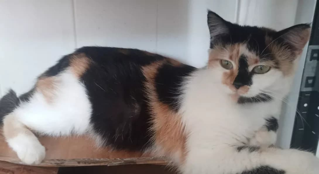 Milya (Міля), female 3yo Mixed Breed for adoption at Happy Paw Kyiv Oblast